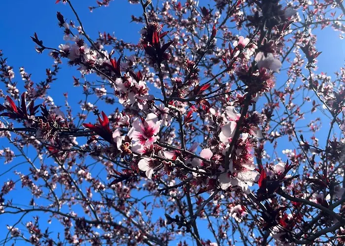 Apartament Zulia Suites, Masca, Teide, Gigantes, Excursions, Ac, Wifi-3 Santiago del Teide